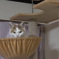 ハンモックにいる猫