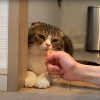 虚無顔の猫