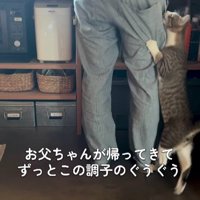 飼い主の脚にしがみつく猫
