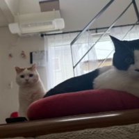 室内にいる猫たち