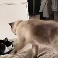 ベッドにいる猫たち