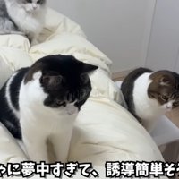 寝室で遊んでいる猫達
