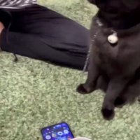 笑っている飼い主たちを見上げる猫