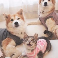 服を着た猫と犬