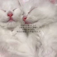 くっついて眠る子猫アップ