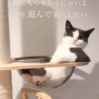 キャットタワーのボウルから身を起こしてカメラを見つめる猫