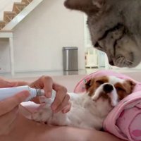 爪やすりをかけられている犬の姿を見守る猫