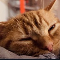 飼い主さんに背中をトントンされるマンチカン