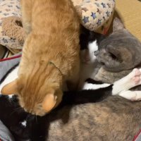 猫用ベッドで眠っている2匹の猫の上を歩く茶色い猫