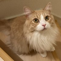 サイベリアンの猫