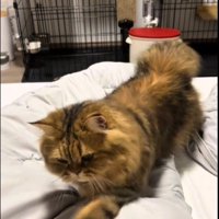 ベッドの上を歩いている猫