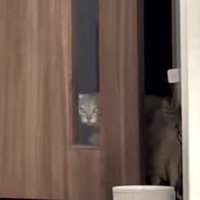 ガラス窓から元居た部屋の中を見る猫