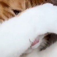 視線を飼い主の方へ向ける猫