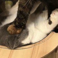 キャットタワーにいる2匹の猫正面やや引き（猫だけをアップに切り取り）
