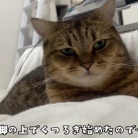 飼い主さんの脚の上でリラックスし始めたみにらくん
