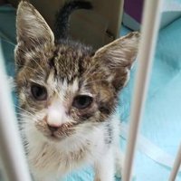 ケージの中にいる子猫