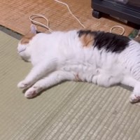 横になっている猫
