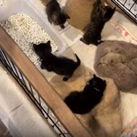 ケージにいる子猫たち