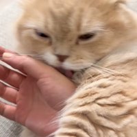 手にじゃれつく猫