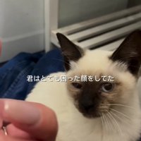 困り顔の猫