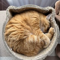 ニャンモナイト（耳が爪とぎベッドの猫耳にはまっている）