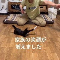 おばあちゃんとおもちゃで遊ぶ黒猫の子猫