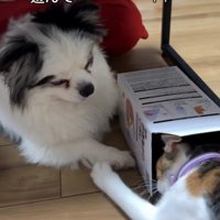 犬に前足を伸ばす猫