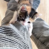 保護主さんの膝を上る三毛さん