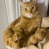 ハンモックでくつろぐ茶トラ猫