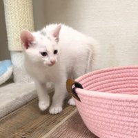 やんのかポーズ