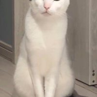目を細めて飼い主を見つめる猫