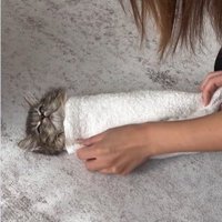 タオルで巻かれている子猫と巻いている人