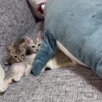 ソファの上の2匹の子猫