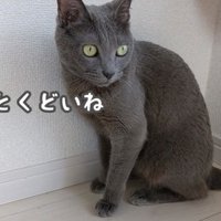 きまぐれハムちゃん