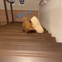 一歩一歩上を目指す猫
