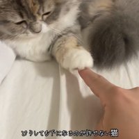 人の指を触っている猫