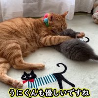 茶トラの成猫と子猫