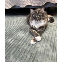 室内にいる猫