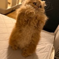 立ち上がる猫