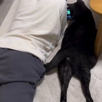 横になって動画を見ている猫と男の子の後ろ姿