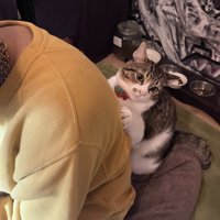 飼い主の背中にはりつく猫