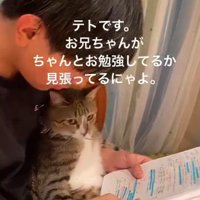 男の子の膝に座る猫