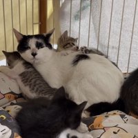4匹の子猫と母猫