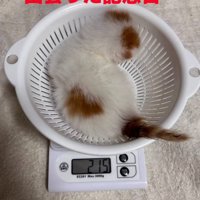 ざるに入った子猫