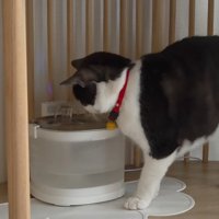 給水器の前の猫