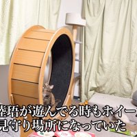 テロップ「紗崙と陸珸が～」