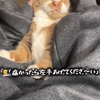 ママに耳掃除されるマンチカン