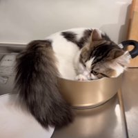 鍋にしっぽが入りきっていない猫