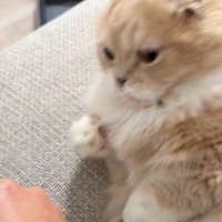 飛び上がる