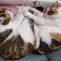 三毛猫姉妹が手を合わせたシンクロ寝